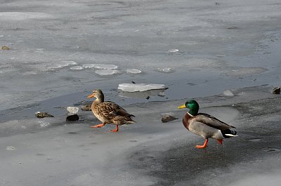 Neutíkej mi,...