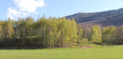 Rozkvetly u nás nevěsty jara