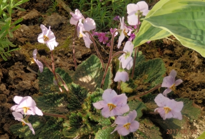 Něžné kvítky Ramundie