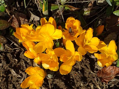 Noční mrazy mi nevadí...