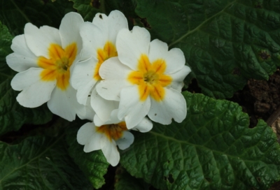 Nově kvetu jako z jara