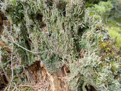 Na starém dřevě .