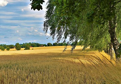 Pole zlátnou, žně se blíží.