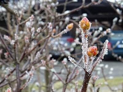 Ojíněná poupata azalek...