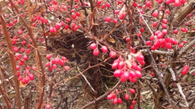 Opuštěné hnízdo v dřišťálu