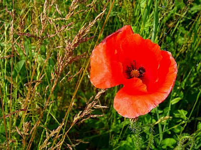 Osamělý Vlčí mák..