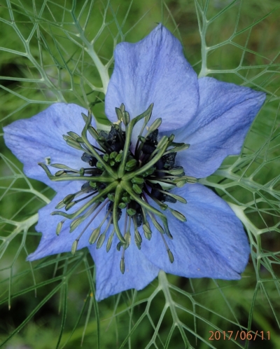 Osamělý květ černuchy..