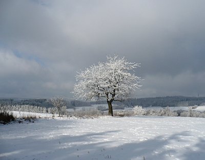 Osamělý u cesty...