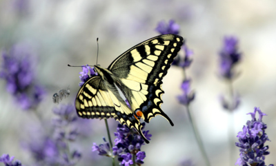 Zázraky přírody - otakárek fenyklový
