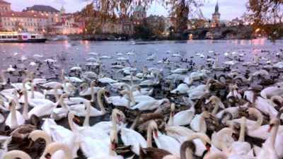 Podvečer na Vltavě