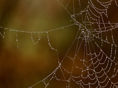Jedna pavučinková....
