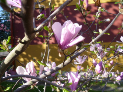 Už mi zase hezky kvete