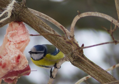 Ještě jednou sýkorka modřinka.....