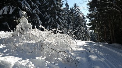 Zima v šumavském lese