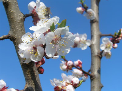 Oděná v jarním rouše.