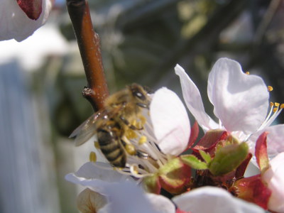 Kvetoucí meruňka s včeličkou.