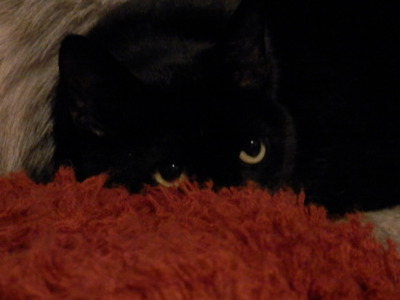 Oči jsou oknem do duše (i kočičí)