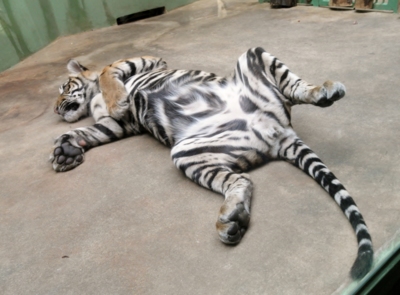 Mohli byste mě, prosím, podrbat?