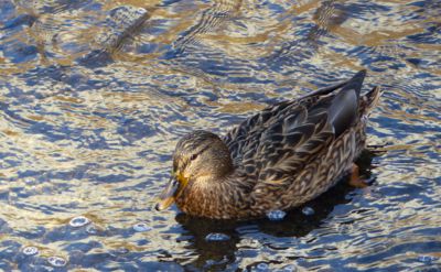 Užívám si sluníčka.....