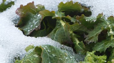 Bude zas skoro všude žluto? Co myslíte?