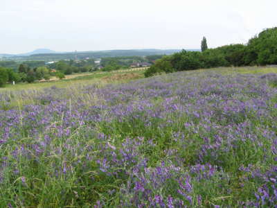 ČESKÁ PROVENCE