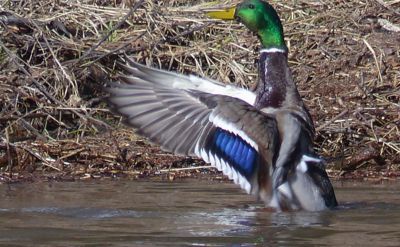 Kačeří "Pozor!".......