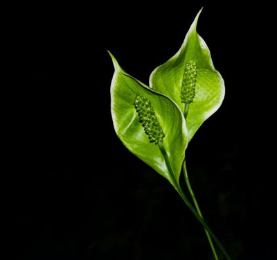 Lopatkovec odkvetl.....