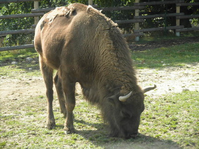 Táborská Zoo