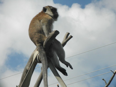 Táborská Zoo