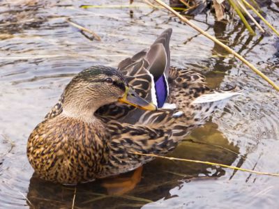 Kačka se parádí na jaro.......