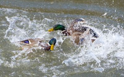 Kačeří boj "kdo s koho".....