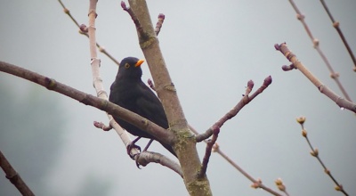Vyhlížím, zda už jde jaro......