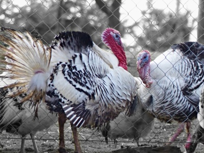 Velký boj  přes plot....