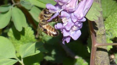 Pracovitá včelička