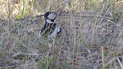 Strakapoud v trávě