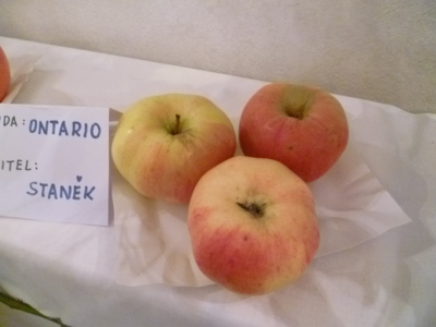 Stará odrůda - Ontario