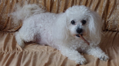 Kouření po psovsku :-)