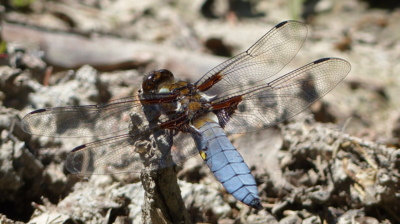 Vážka ve své kráse