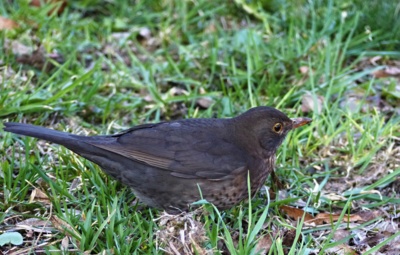 Mamina od kosáka...