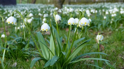 Bledulky, bledulky, samé bledulky....
