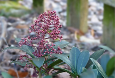 Ještě jedna jarní.....