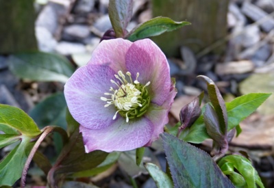 Lákám včeličky....