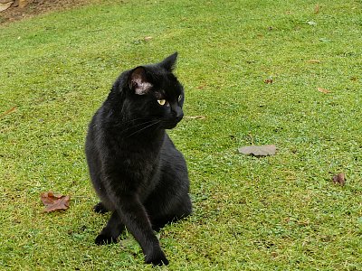 Mezi dvěma lístky*