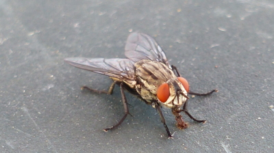 Muška, ale ne zlatá...