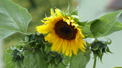 Když se sluní Slunečnice......