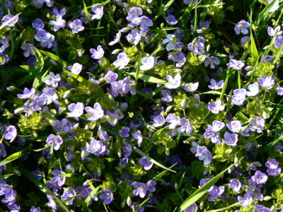 ..když jí někdo utrhne, tak přijde bouřka.