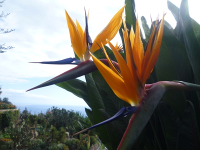 Strelizie na Madeiře=únor 2016