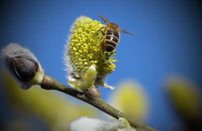 Moc pilná včelka....