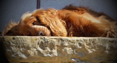 Pravá odpolední siesta....