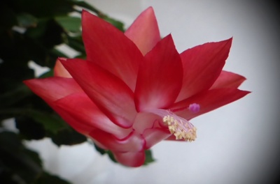 Vánoční (velikonoční) kaktus